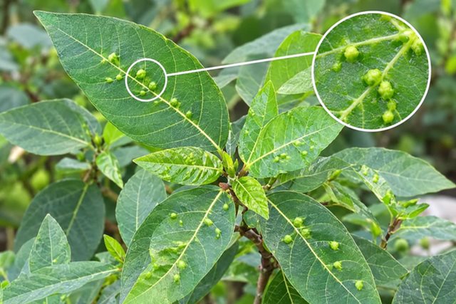 Tác dụng khi dùng lá sung có nốt sần